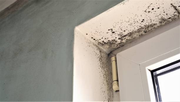Best Mold Removal for HVAC Installations  in Fest Grove, OR