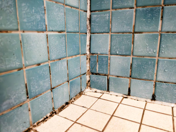 Best Mold Documentation for Insurance Claims  in Fest Grove, OR