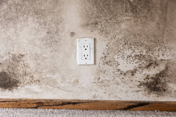 Best Mold Odor Removal Services  in Fest Grove, OR